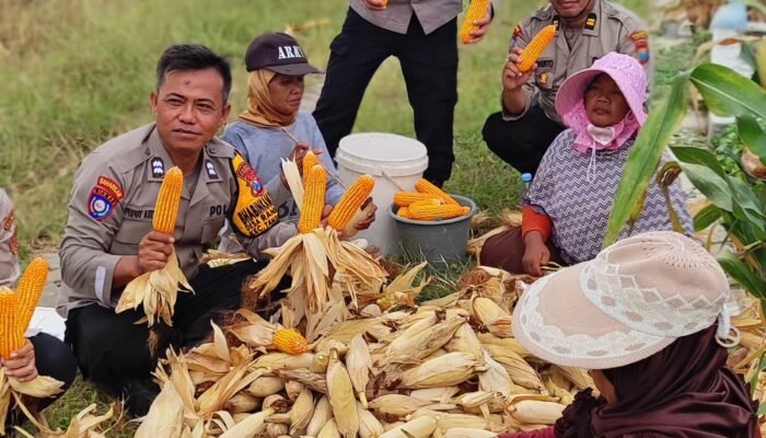 Ketahanan Pangan Polresta Sidoarjo, Polsek Tanggulangin Panen Jagung