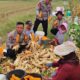Ketahanan Pangan Polresta Sidoarjo, Polsek Tanggulangin Panen Jagung