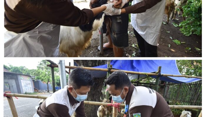 Terjunkan 100 Pengawas Untuk Pengecekan Hewan Qurban,Pastikan Bebas Dari Penyakit Zoonosis
