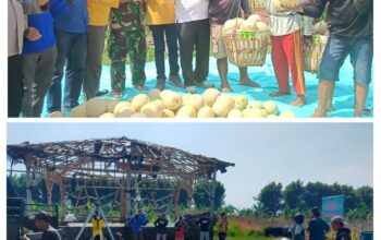 Woow Keren,Prestasi Bumdes Winong Di Sektor pertanian Cukup Membanggakan,Hasil Panen Buah Melon Tembus 30 Ton.