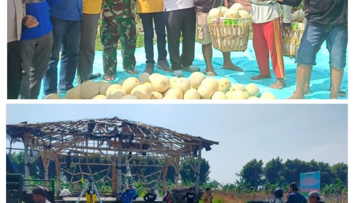 Woow Keren,Prestasi Bumdes Winong Di Sektor pertanian Cukup Membanggakan,Hasil Panen Buah Melon Tembus 30 Ton.