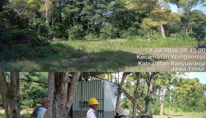 Kabar Gembira “Lahan Produktif Penghasil Minyak Kayu Putih Mulai Dilirik Para Pengusaha Lokal! 