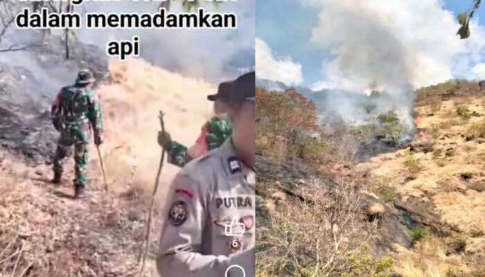 Waspada ” Musim Kemarau Pepohonan di Bukit Pemuteran Dilalap Si Jago Merah !