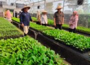 Bupati Rudy Susmanto Dorong Ketahanan Pangan, Distanhorbun Salurkan Puluhan Ribu Bibit