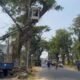 Optimalkan Penerangan Lampu Jalan dan Antisipasi Pohon Tumbang, Pemkab Pasuruan Pangkas Pohon Rindang Di Ruas Bangil – Sukorejo
