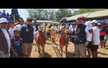 PSI Bangkalan Turunkan “Gajah Merah” di Kerapan Sapi Piala AHY, Tegaskan Dukungan untuk Budaya Madura