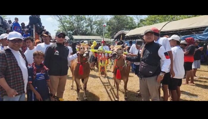 PSI Bangkalan Turunkan “Gajah Merah” di Kerapan Sapi Piala AHY, Tegaskan Dukungan untuk Budaya Madura