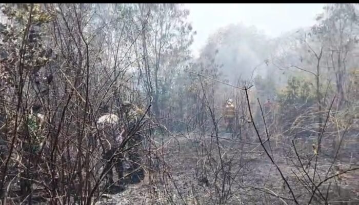 Lahan Perhutani Seluas 2 Hektar di Gempol Terbakar, Dua Mobil Damkar Dan Satu Water Canon Diterjunkan Untuk Padamkan Api🔥