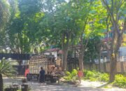 Langkah Preventif Jelang Musim Hujan: Sekretariat DPRD Lakukan Perantingan Pohon Perindangan